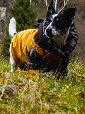 Sonbaharda ormanda köpek Jack Russell Terrier.