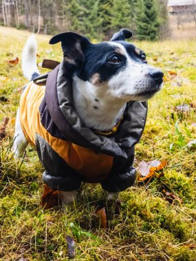 Sonbaharda ormanda köpeği olan bir köpek..