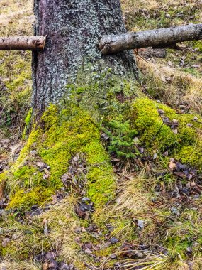 Ağaç kabuğu yosun içinde, yosun ve yosun gövdede