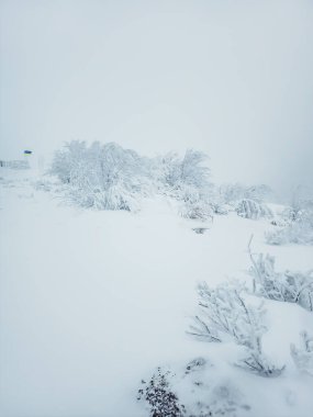 Parkta karla kaplı ağaçlar