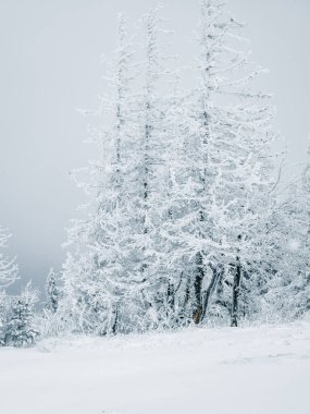 Karla kaplı ağaçlarla kaplı kış manzarası