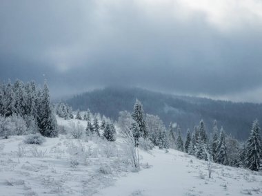 Karlı kış dağ ormanları. Güzel kış manzarası. Ağaçlar karla kaplı.