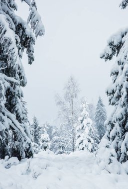 winter landscape with fir trees covered with snow.