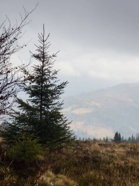Bir ağaç ve bir ormanla sonbahar manzarası