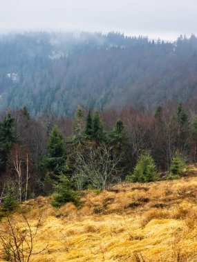 Dağlarda karla kaplı dikey bir orman görüntüsü.