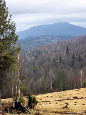 Ormanın güzel manzarası