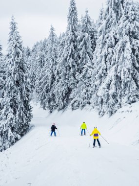 Karla kaplı bir ormanda kış yürüyüşü..