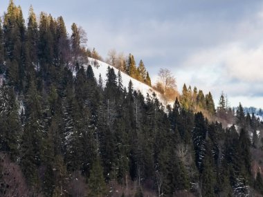 Karpatların kış ormanlarında karla kaplı dağları..