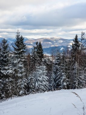 Karla kaplı ağaçlarla kaplı kış ormanı