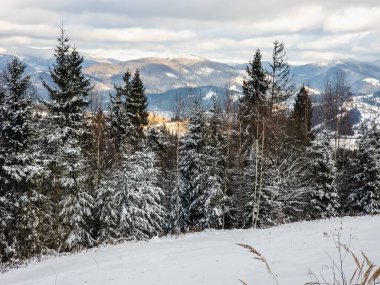 Kış manzarası köknar ormanı ve karla kaplı tepeler