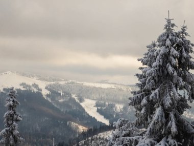 Karla kaplı ağaçlarla kaplı güzel kış manzarası