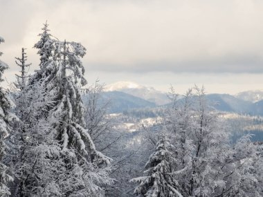 Karla kaplı ağaçlar ve dağlarla kaplı kış manzarası