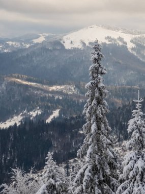 Karla kaplı ağaçlarla kaplı kış ormanı