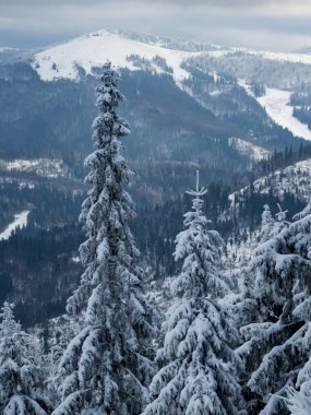 Köknar ağaçları ve karla kaplı karlı kış manzarası