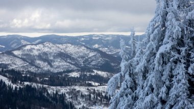 Karpatların dağlarında karla kaplı çam ağaçları, Ukrayna