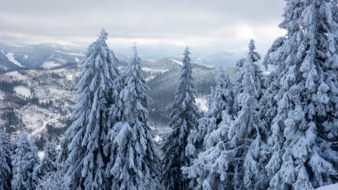 Kış mevsiminde karla kaplı orman
