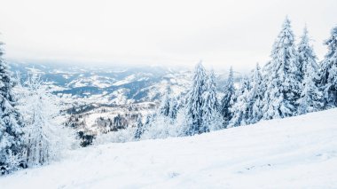 Kar ve ağaçlarla kaplı kış manzarası