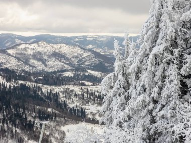 Karda bir köknar ağacı olan kış manzarası