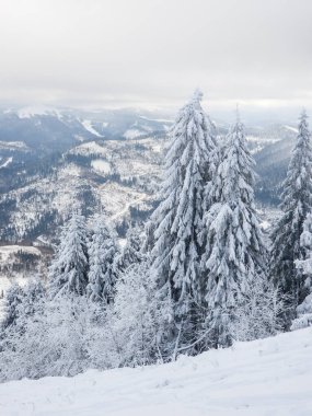 Karpatya dağının güzel manzarası.