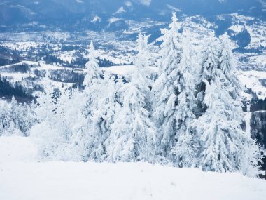 Ağaçlar dağlarda kar kaplı.