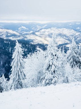 Karla kaplı ağaçlarla kaplı kış ormanı