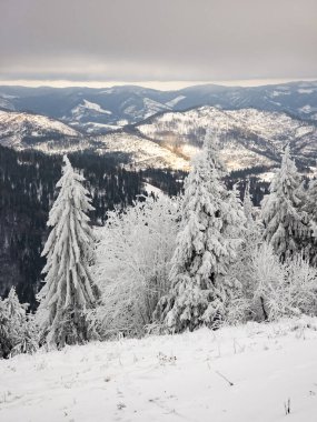 Karla kaplı ağaçlarla kaplı güzel kış manzarası