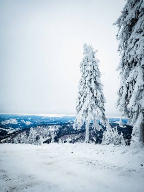 Karpat dağlarının kış manzarası, karla kaplı, karla kaplı, köknar ağaçları, kar ve mavi gökyüzü