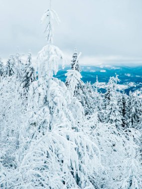 Ormanda kış karı. Beyaz karla kaplı köknar ağaçları olan güzel kış manzarası. Karla kaplı Noel ağaçları.