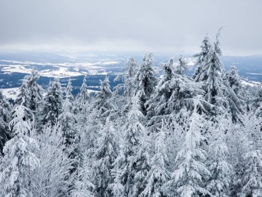 Karla kaplı dağlarda kış manzarası ve bulutlu bir günde köknar ağaçları
