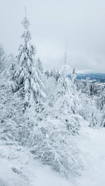 Ağaçlar ve karla kaplı kış manzarası. kış mevsimi