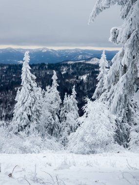 Güzel kış manzarası Karda köknar ağaçları.