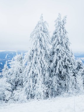 Kış manzarası karla kaplı ağaçlar, dağ sıraları, mavi gökyüzü tüylü beyaz kar
