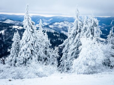 Karla kaplı ağaçlarla kaplı kış manzarası