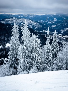 Kışın dağın yamacında köknar ağacı karla kaplanır.