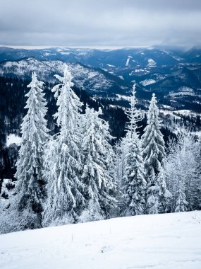 Dağlarda karla kaplı ağaçlar