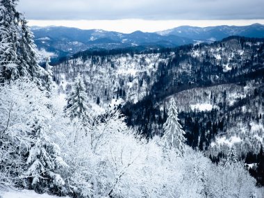 Karlı güzel kış manzarası - ağaçlarla kaplı