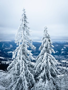 Kış ormanı karla kaplı ağaçlarda
