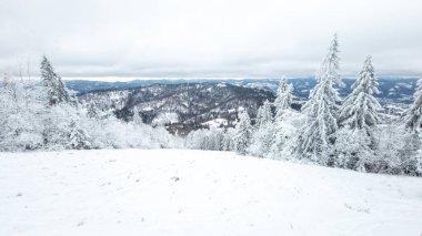 köknar ve ağaçlarla kaplı kış manzarası