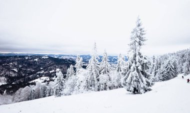 Karlı kış manzara köknar ağaçları ile