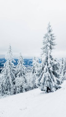 Karla kaplı ağaçlarla kaplı kış ormanı