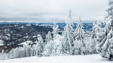 Karla kaplı ağaçlarla kaplı güzel kış manzarası