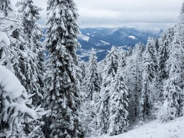 Karla kaplı ağaçlarla kaplı güzel kış manzarası