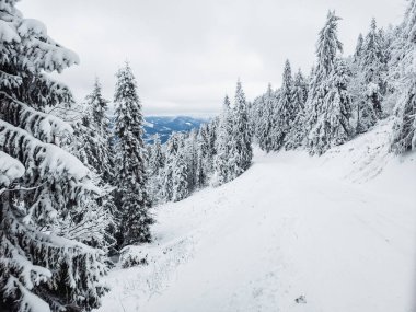Karla kaplı ağaçlarla kaplı kış manzarası
