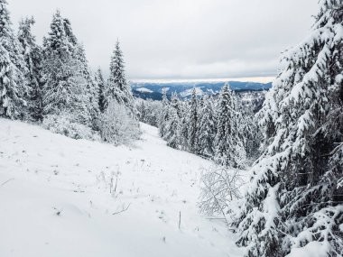 Karla kaplı ağaçlarla kaplı güzel kış manzarası