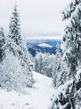 Karla kaplı ağaçlarla kaplı kış manzarası