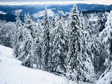 Karla kaplı ağaçlarla kaplı güzel kış manzarası