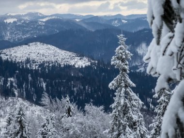 Karpatlar 'ın güzel kış manzarası Karpatlar' ın karla kaplı köknar ağaçları, ukraine