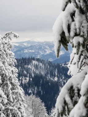 Dağlarda karla kaplı ağaçlar...