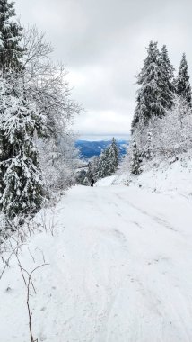 Karla kaplı ağaçlarla kaplı güzel kış manzarası