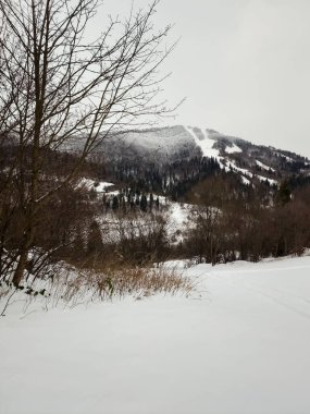 Karla kaplı ağaçlarla kaplı güzel dağ manzarası
